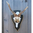 Wildes Design: Rehgeweihe mit Seele "Eure...