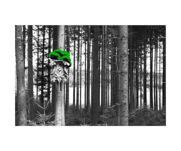 Bild Kuckucksuhr am Baum Bollen grün LP11B-G 20 x 30 cm Leinwand