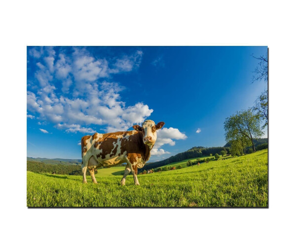 Schwarzwald Kuh auf Wiese 75 x 50 cm Druck auf Leinwand (2 cm)