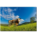 Fotodruck "Schwarzwald Kuh auf Wiese" Acrylglas...